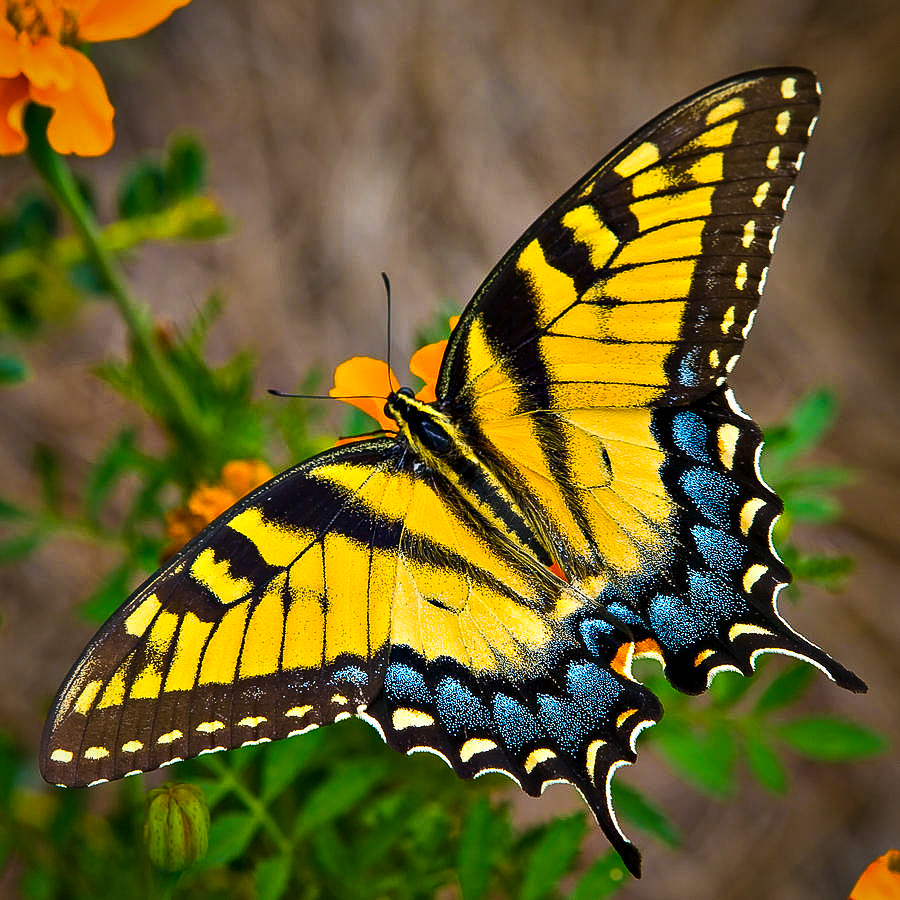 13_Swallowtail_Hitching_A_Ride_Up_Mt_Diablo.jpg