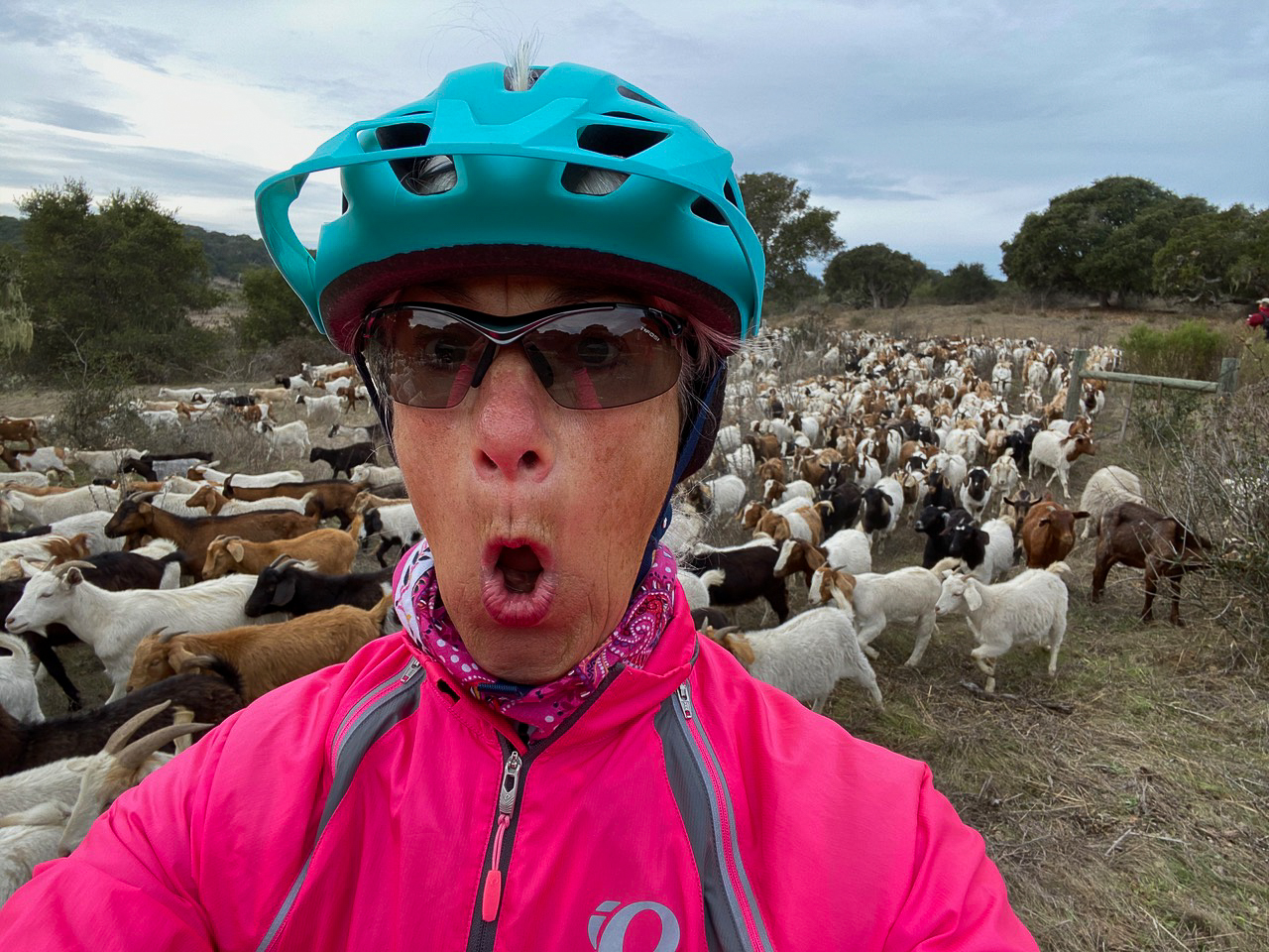 19_Look_out_the_Goats_are_chasing_us.jpg